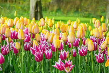 Image showing Flowerbed of tulips in the garden