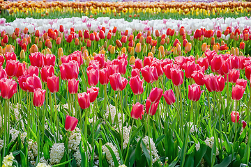 Image showing Flowerbed of tulips in the garden