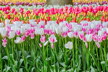 Image showing Flowerbed of tulips in the garden