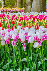 Image showing Flowerbed of tulips in the garden