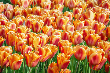 Image showing Flowerbed of tulips in the garden