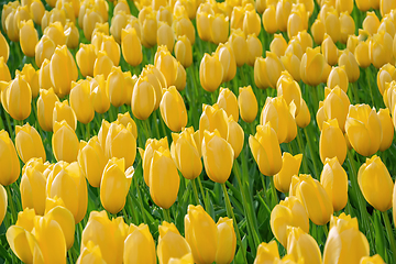 Image showing Flowerbed of tulips in the garden