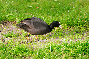 Image showing Eurasian coot at the shore