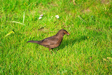 Image showing Common blackbird on the grass