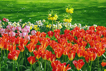 Image showing Flowerbed of tulips in the garden