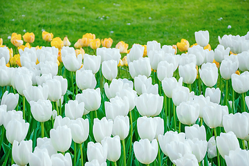 Image showing Flowerbed of tulips in the garden