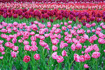 Image showing Flowerbed of tulips in the garden