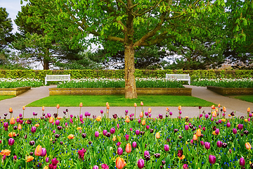 Image showing Spring in the park