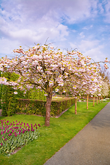 Image showing Spring in the park