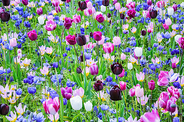 Image showing Flowerbed of tulips in the garden