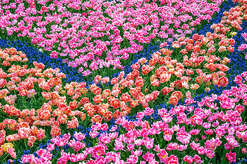 Image showing Flowerbed of tulips in the garden