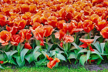 Image showing Flowerbed of tulips in the garden