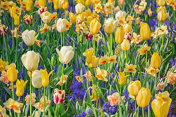 Image showing Flowerbed of tulips in the garden