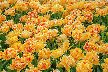 Image showing Flowerbed of tulips in the garden