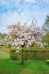 Image showing Spring in the park