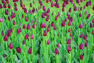 Image showing Flowerbed of tulips in the garden