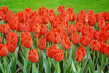 Image showing Flowerbed of tulips in the garden