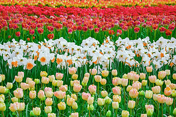 Image showing Flowerbed of tulips in the garden