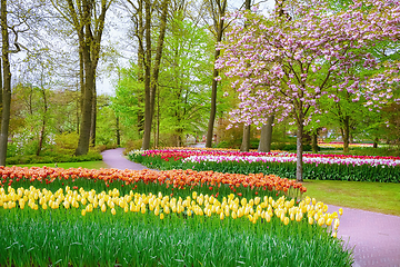 Image showing Spring in the park