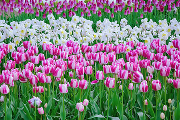 Image showing Flowerbed of tulips in the garden