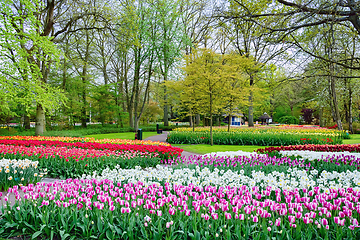 Image showing Spring in the park