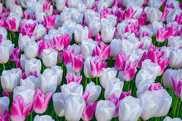 Image showing Flowerbed of tulips in the garden