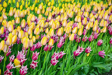 Image showing Flowerbed of tulips in the garden