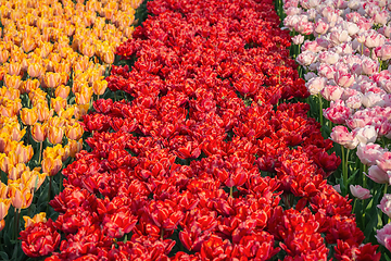 Image showing Flowerbed of tulips in the garden