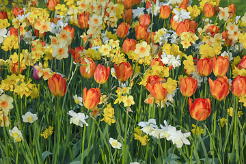 Image showing Flowerbed of tulips and narcissus in the garden