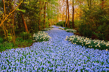 Image showing Muscari Armeniacum  river