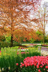 Image showing Spring in the park