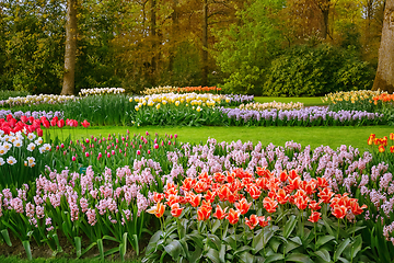 Image showing Spring in the park