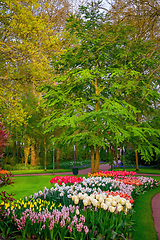 Image showing Spring in the park