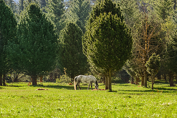 Image showing Horse near forest