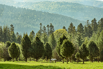 Image showing Horse near forest