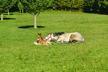 Image showing Horse with Foal