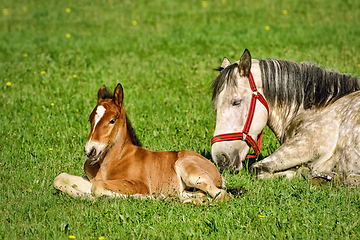 Image showing Horse with Foal