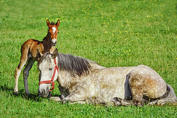 Image showing Horse with Foal