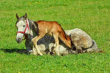 Image showing Horse with Foal