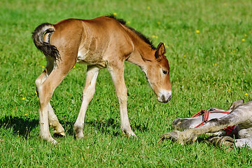 Image showing Horse with Foal