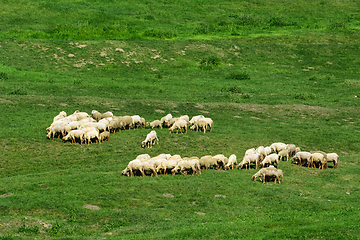 Image showing Herd of sheep on the lawn