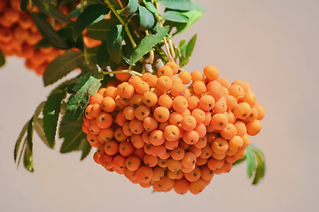 Image showing European rowan fruit 