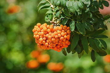 Image showing European rowan fruit 