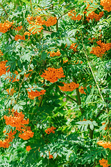 Image showing European rowan fruit 