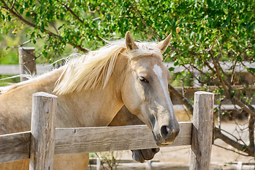 Image showing Portrait of Horse