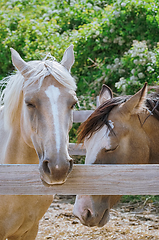 Image showing Portrait of Horse