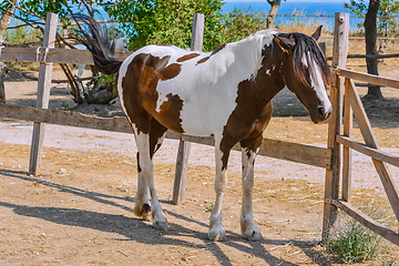 Image showing Horse in the paddock