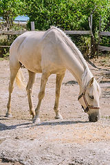 Image showing Horse in the paddock