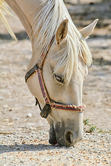 Image showing Portrait of Horse