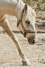 Image showing Portrait of Horse